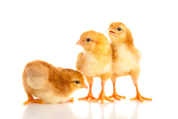 Fototapeta premium little chicken, isolated