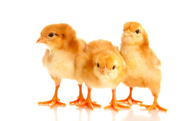 little chicken, isolated