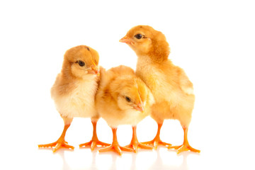 little chicken, isolated