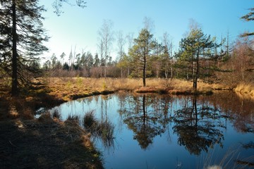 Birkensee (birch lake) in Schönbuch forest / Germany