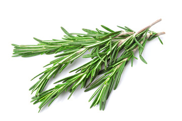 Fototapeta premium Rosemary