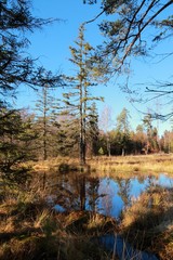 Birkensee (birch lake) in Schönbuch forest / Germany