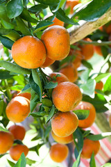 fresh orange on tree