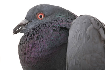 dove