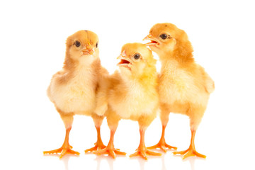 little chicken, isolated
