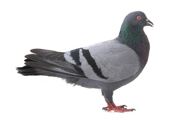 dove