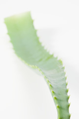 Aloe