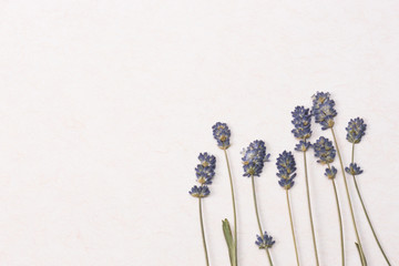 Naklejka premium Pressed flower of lavender