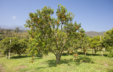 Orange tree