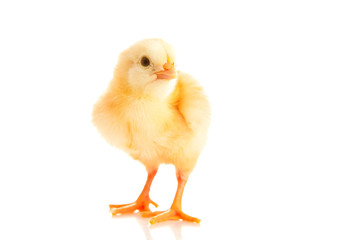 Fototapeta premium little chicken, isolated