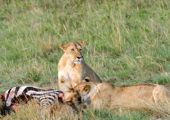 Lioness near the kill