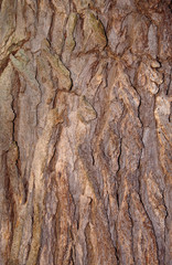Catalpa bignonioides tree