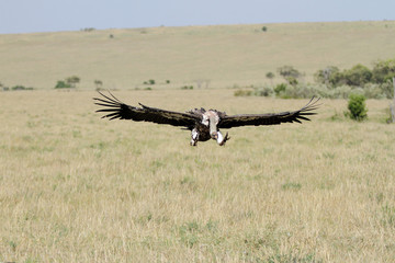 A African White-backed Vulture on flight