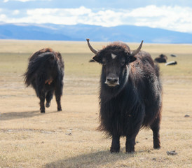 Yak pastures of Mongolia - 61672989