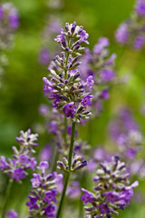 Lavendel, Lavendelblüten, Bokeh