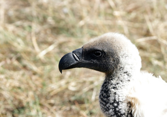 A closeup of Ruppell's Griffon Vulture