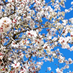 Almond tree