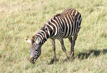 A young Zebra grazing