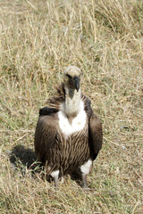 An African White-backed Vulture resting in savanna