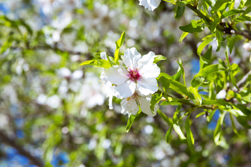 Almond tree