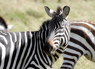 Naklejka premium A young zebra turning its head