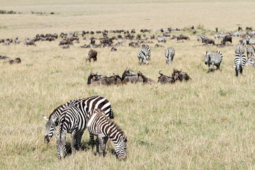 Fototapeta na wymiar Stado gnu Zebra