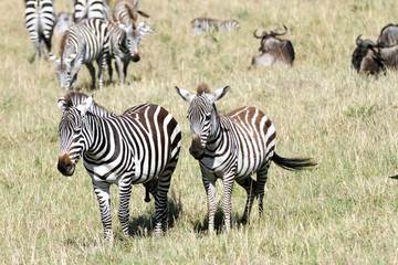 Fototapeta na wymiar Para zebry w stadzie