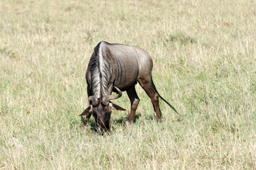 A wildebeest feeding grass