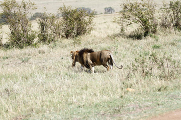Fototapeta na wymiar Lew w Savanna, Masai Mara