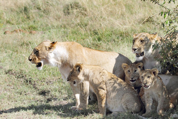 Fototapeta premium Lioness and cub near a bush in the Savanna