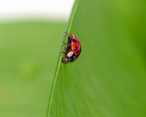Ladybird