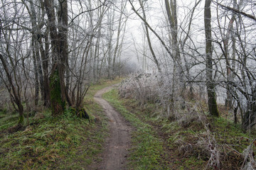 Fototapeta na wymiar Ścieżka przez mro¼ne drzew