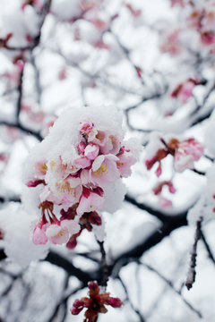 雪に咲く寒桜