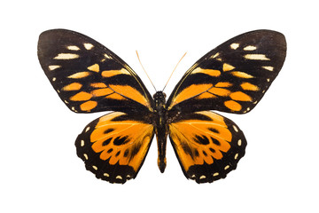 Butterfly Tithorea harmonia