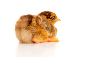 little chicken, isolated