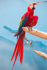 Gordijnen Nu papegaai © Sailorr