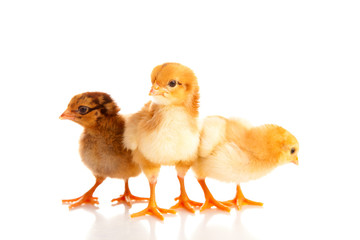 little chicken, isolated