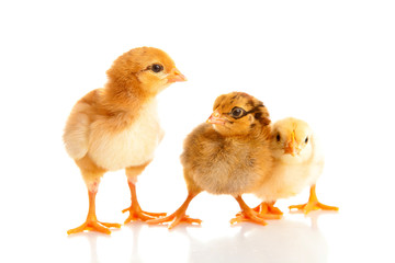little chicken, isolated