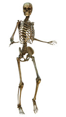 Human Skeleton