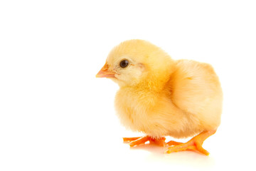 little chicken, isolated