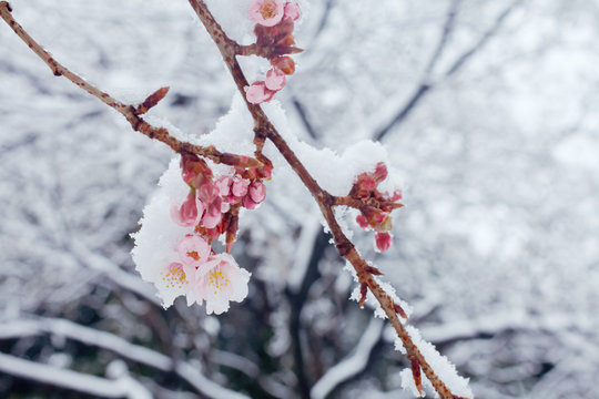 雪に咲く寒桜