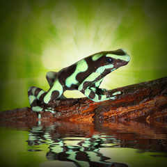 The poison dart frog (Dendrobates) in a rainforest.