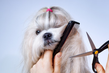 Shih tzu dog grooming - obrazy, fototapety, plakaty