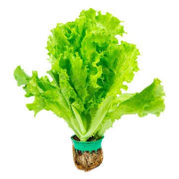 Fresh Lettuce