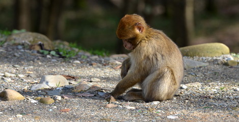 Macaca sylvanus