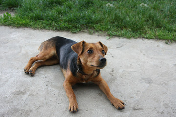 Mongrel dog