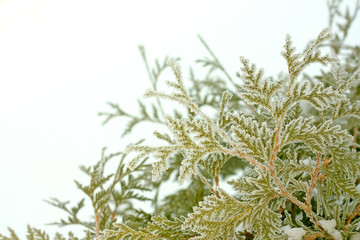 Ice and Snow Covered Arborvitae Tree in Winter