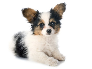 papillon puppy © cynoclub