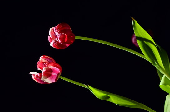Two old red tulips on black