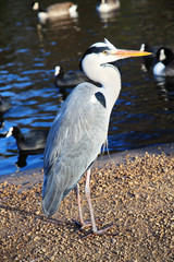 Grey Heron